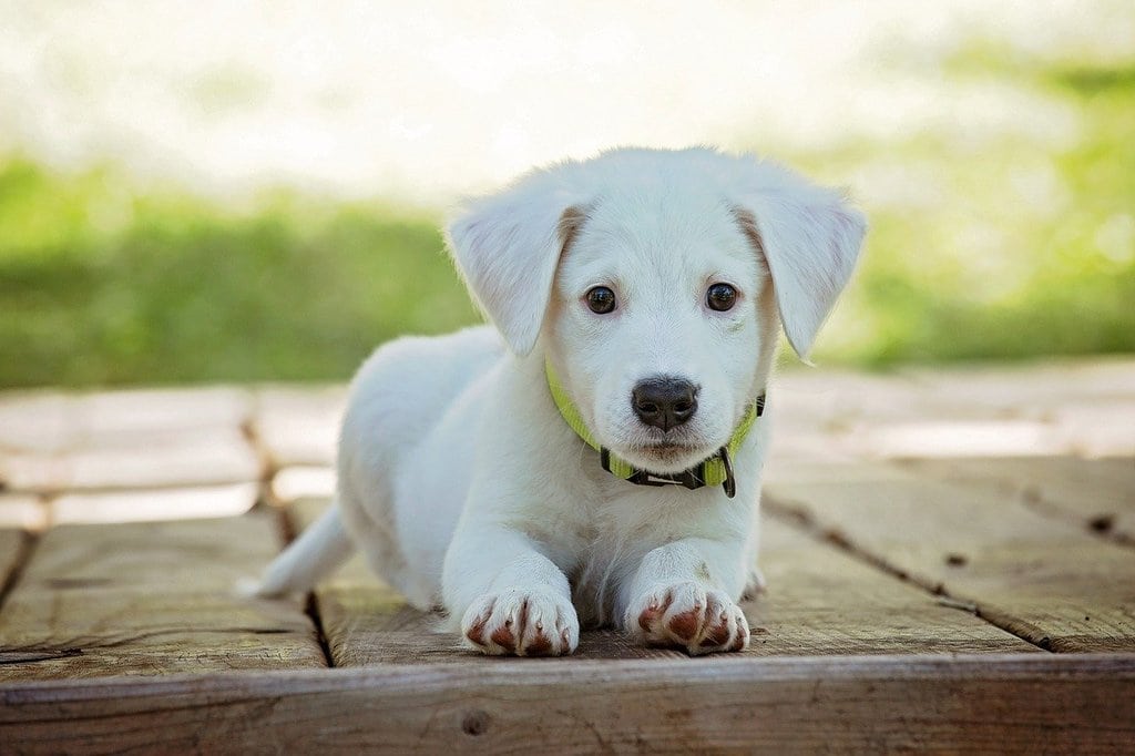 Les compléments alimentaires pour améliorer la digestion du chien
