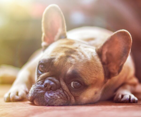 Les compléments alimentaires pour améliorer la digestion du chien