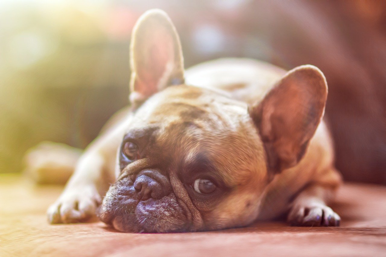 Les compléments alimentaires pour améliorer la digestion du chien